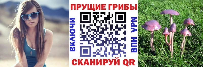 Псилоцибиновые грибы GOLDEN TEACHER  нарко площадка Telegram  Тольятти 